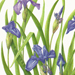 Flora Japonica Gallery